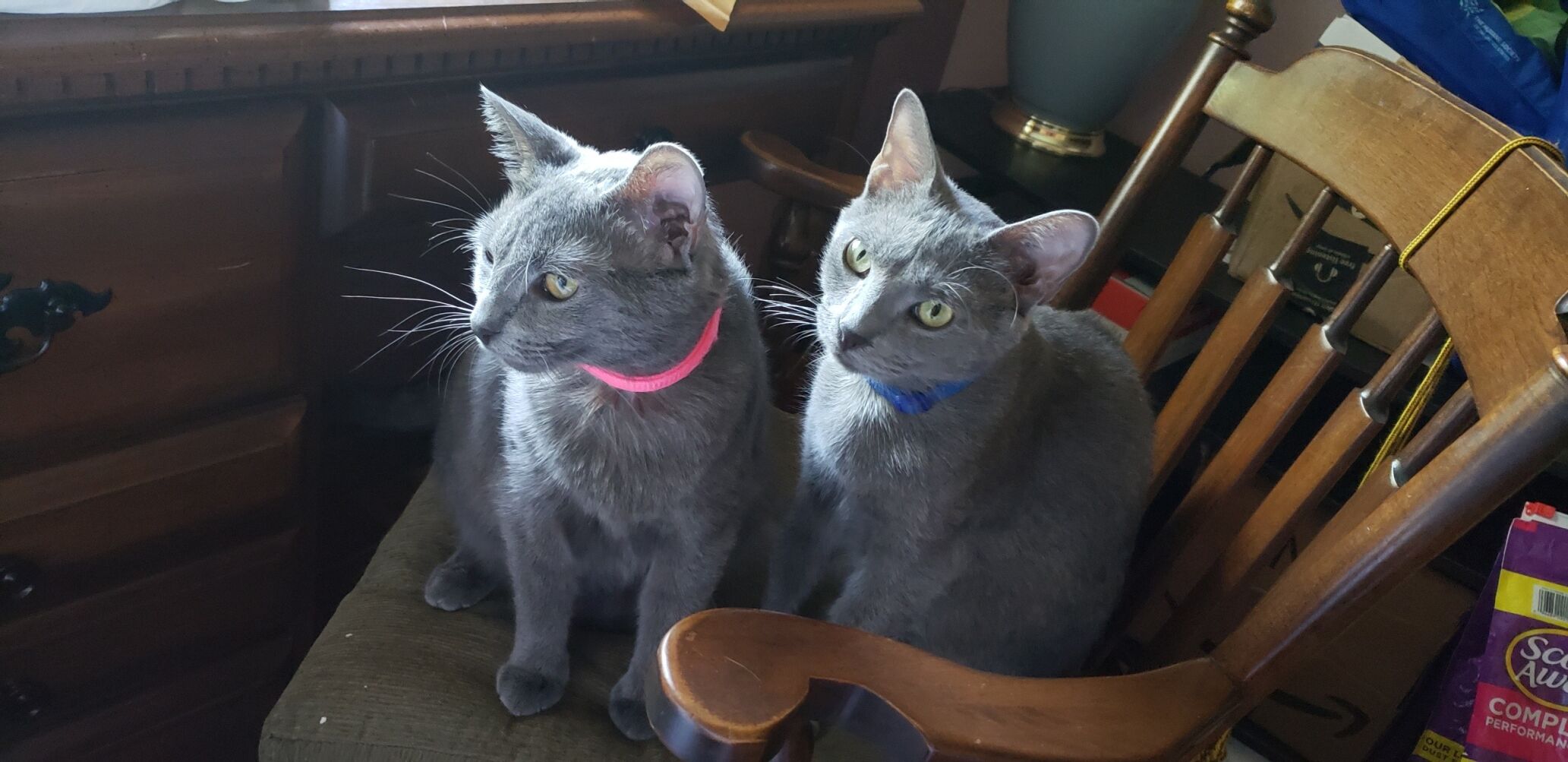 Pet of the Week: Daphne and Denny